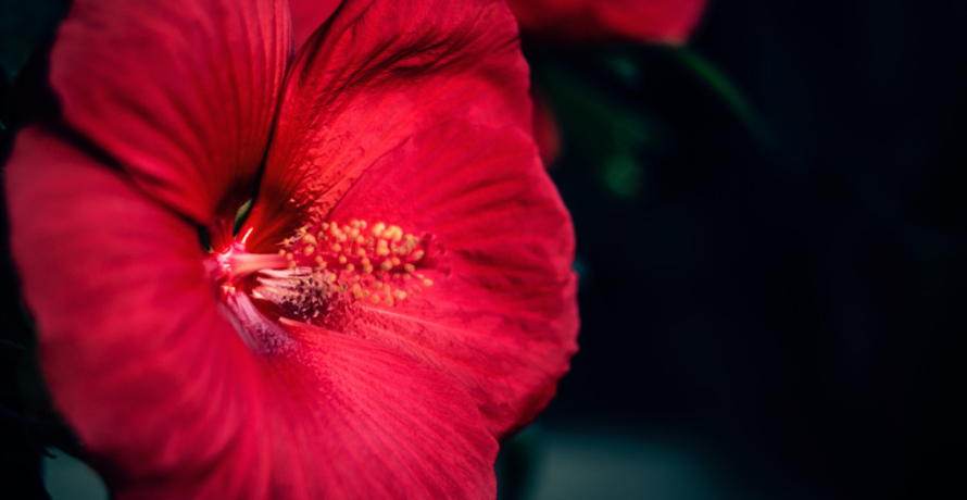 Fête des Mères 2019 : l’hibiscus à l’honneur !