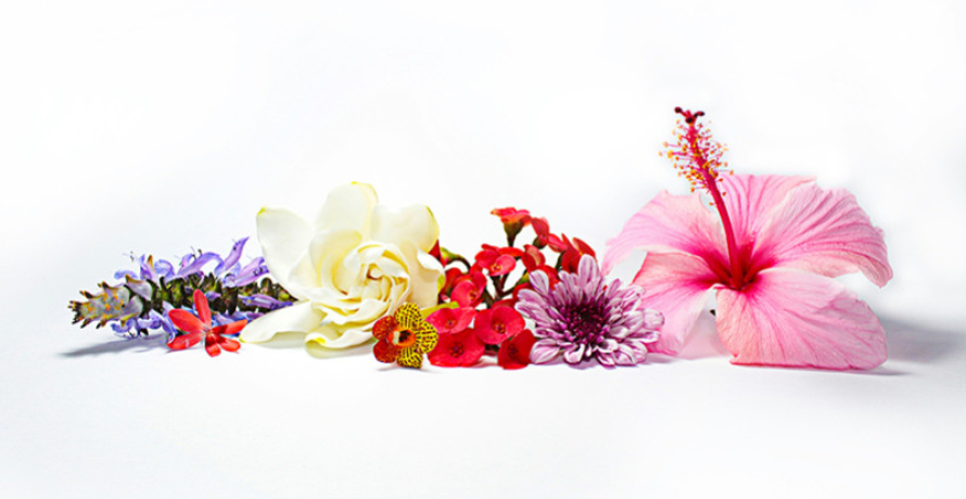 L’utilisation des fleurs en gastronomie